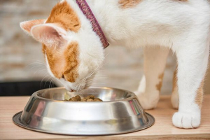 Як годувати кішку сухою їжею? Як годувати кішку сухою їжею?